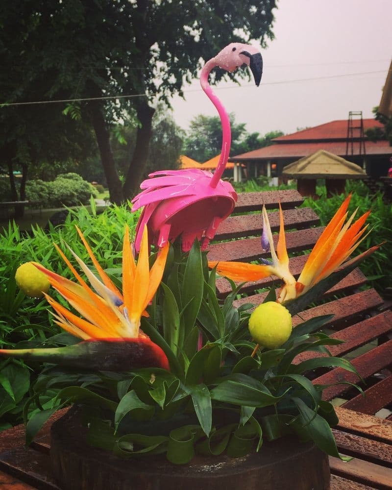 Tropical Rhapsody